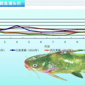 S~(y)ϝqgˮa(chn)ǰء201511¿Ј(chng)څ(sh)